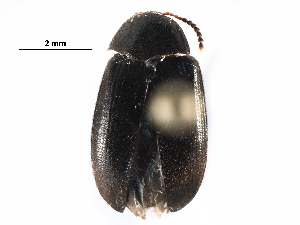  ( - BIOUG19867-F10)  @15 [ ] CreativeCommons - Attribution (2016) CBG Photography Group Centre for Biodiversity Genomics