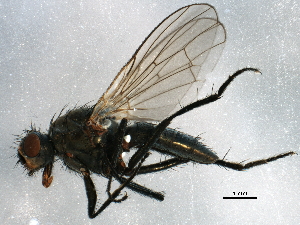  (Fucellia kamtchatica - BIOUG18950-B03)  @13 [ ] CreativeCommons - Attribution (2015) CBG Photography Group Centre for Biodiversity Genomics