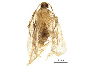  ( - BIOUG19010-C01)  @12 [ ] CreativeCommons - Attribution (2018) CBG Photography Group Centre for Biodiversity Genomics