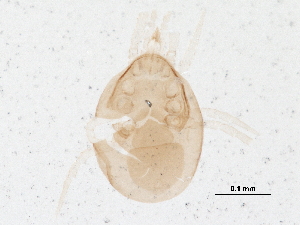  ( - BIOUG19194-C05)  @13 [ ] CreativeCommons - Attribution (2015) CBG Photography Group Centre for Biodiversity Genomics