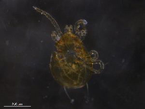  ( - BIOUG20817-G09)  @11 [ ] CreativeCommons - Attribution (2019) CBG Photography Group Centre for Biodiversity Genomics