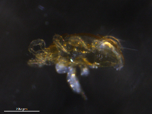  ( - BIOUG20817-G12)  @11 [ ] CreativeCommons - Attribution (2019) CBG Photography Group Centre for Biodiversity Genomics