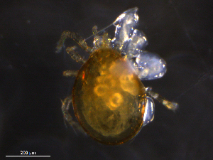  ( - BIOUG20817-H04)  @11 [ ] CreativeCommons - Attribution (2019) CBG Photography Group Centre for Biodiversity Genomics