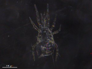  ( - BIOUG20818-C06)  @11 [ ] CreativeCommons - Attribution (2019) CBG Photography Group Centre for Biodiversity Genomics