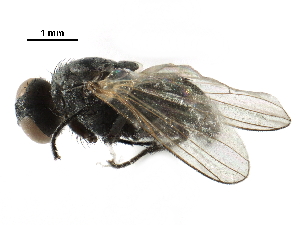  ( - BIOUG19513-E09)  @13 [ ] CreativeCommons - Attribution (2016) CBG Photography Group Centre for Biodiversity Genomics