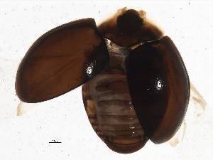  ( - BIOUG02747-B09)  @13 [ ] CreativeCommons - Attribution (2013) CBG Photography Group Centre for Biodiversity Genomics