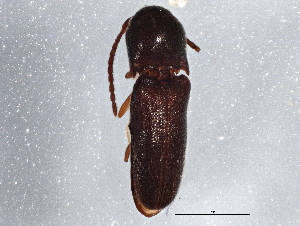  (Microrhagus triangularis - BIOUG03648-E07)  @14 [ ] CreativeCommons - Attribution (2013) CBG Photography Group Centre for Biodiversity Genomics