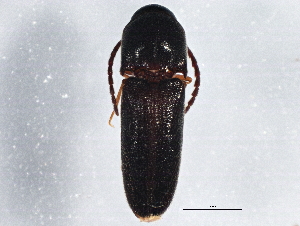  ( - BIOUG03648-F01)  @13 [ ] CreativeCommons - Attribution (2013) CBG Photography Group Centre for Biodiversity Genomics