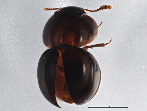  ( - BIOUG03648-F04)  @13 [ ] CreativeCommons - Attribution (2013) CBG Photography Group Centre for Biodiversity Genomics