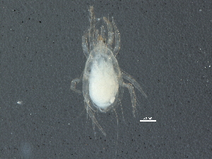  ( - BIOUG07022-A01)  @12 [ ] CreativeCommons - Attribution (2014) CBG Photography Group Centre for Biodiversity Genomics