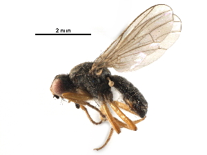  ( - BIOUG18203-G12)  @11 [ ] CreativeCommons - Attribution (2017) CBG Photography Group Centre for Biodiversity Genomics