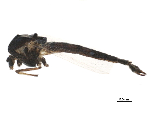  (Cryptochironomus psittacinus - BIOUG18205-G12)  @13 [ ] CreativeCommons - Attribution (2015) CBG Photography Group Centre for Biodiversity Genomics