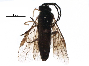  ( - BIOUG19211-A03)  @14 [ ] CreativeCommons - Attribution (2016) CBG Photography Group Centre for Biodiversity Genomics