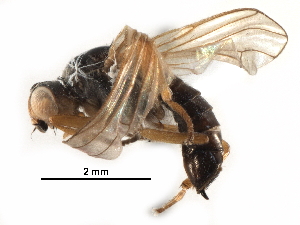  ( - BIOUG18794-C07)  @11 [ ] CreativeCommons - Attribution (2017) CBG Photography Group Centre for Biodiversity Genomics