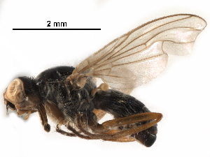  ( - BIOUG18957-D10)  @11 [ ] CreativeCommons - Attribution (2017) CBG Photography Group Centre for Biodiversity Genomics