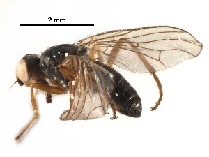  ( - BIOUG18959-F09)  @11 [ ] CreativeCommons - Attribution (2017) CBG Photography Group Centre for Biodiversity Genomics