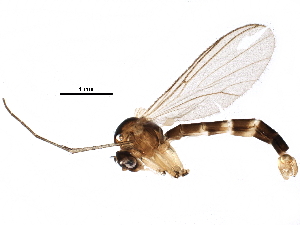  ( - BIOUG18717-B03)  @13 [ ] CreativeCommons - Attribution (2016) CBG Photography Group Centre for Biodiversity Genomics
