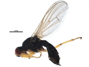  ( - BIOUG18571-C10)  @14 [ ] CreativeCommons - Attribution (2015) CBG Photography Group Centre for Biodiversity Genomics