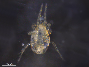  ( - BIOUG18716-A08)  @11 [ ] CreativeCommons - Attribution (2019) CBG Photography Group Centre for Biodiversity Genomics