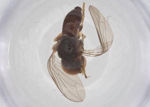  ( - BIOUG20839-B03)  @11 [ ] CreativeCommons - Attribution Share - Alike (2025) Centre for Biodiversity Genomics Centre for Biodiversity Genomics