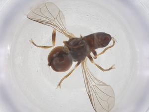  ( - BIOUG20955-A03)  @11 [ ] CreativeCommons - Attribution Share - Alike (2025) Centre for Biodiversity Genomics Centre for Biodiversity Genomics