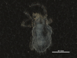  (Podothrombiidae - BIOUG21001-E02)  @13 [ ] CreativeCommons - Attribution (2015) CBG Photography Group Centre for Biodiversity Genomics