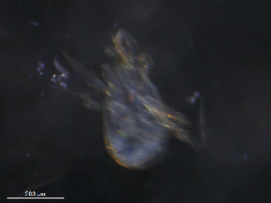  ( - BIOUG21001-F06)  @11 [ ] CreativeCommons - Attribution (2019) CBG Photography Group Centre for Biodiversity Genomics