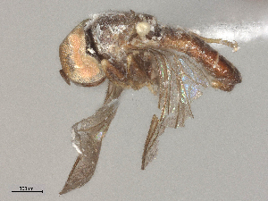  ( - BIOUG21203-F01)  @11 [ ] CreativeCommons - Attribution Share - Alike (2025) CBG Photography Group Centre for Biodiversity Genomics