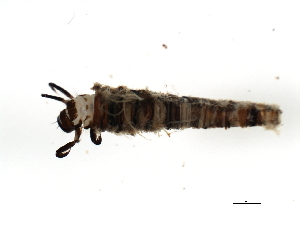  (Brachycentrus XZ sp. CN1 - 02CNTLV-134)  @14 [ ] CreativeCommons - Attribution (2009) CBG Photography Group Centre for Biodiversity Genomics