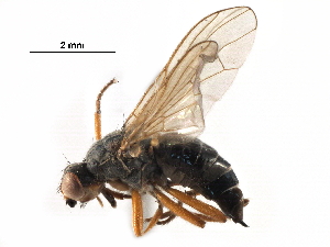  ( - BIOUG11192-A11)  @11 [ ] CreativeCommons - Attribution (2017) CBG Photography Group Centre for Biodiversity Genomics
