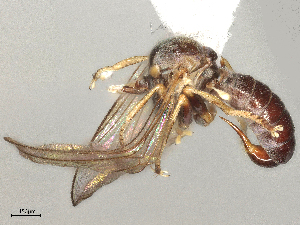  ( - BIOUG12542-A05)  @11 [ ] CreativeCommons - Attribution Share - Alike (2025) CBG Photography Group Centre for Biodiversity Genomics