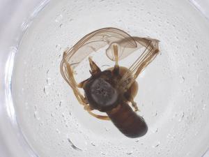  ( - BIOUG12543-E07)  @11 [ ] CreativeCommons - Attribution Share - Alike (2025) Centre for Biodiversity Genomics Centre for Biodiversity Genomics