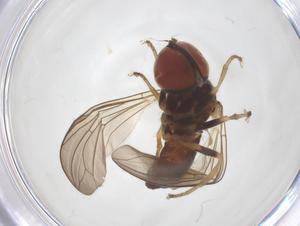  ( - BIOUG12962-A10)  @11 [ ] CreativeCommons - Attribution Share - Alike (2025) Centre for Biodiversity Genomics Centre for Biodiversity Genomics