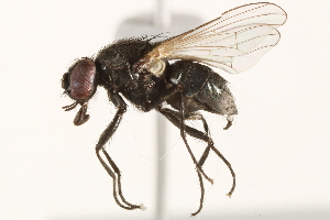  ( - BIOUG13434-H03)  @15 [ ] CreativeCommons - Attribution (2015) CBG Photography Group Centre for Biodiversity Genomics