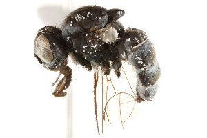  ( - BIOUG17276-B04)  @13 [ ] CreativeCommons - Attribution (2015) CBG Photography Group Centre for Biodiversity Genomics