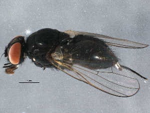  ( - BIOUG17239-E12)  @13 [ ] CreativeCommons - Attribution (2015) CBG Photography Group Centre for Biodiversity Genomics