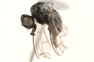  ( - BIOUG17282-G04)  @12 [ ] CreativeCommons - Attribution (2015) CBG Photography Group Centre for Biodiversity Genomics