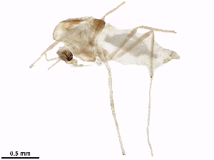  (Tanytarsus recurvatus - BIOUG18019-D02)  @14 [ ] CreativeCommons - Attribution (2017) CBG Photography Group Centre for Biodiversity Genomics