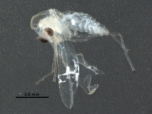  ( - BIOUG18158-B02)  @12 [ ] CreativeCommons - Attribution (2016) CBG Photography Group Centre for Biodiversity Genomics