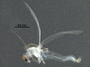  ( - BIOUG18216-G06)  @13 [ ] CreativeCommons - Attribution (2016) CBG Photography Group Centre for Biodiversity Genomics