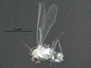  (Tanytarsus heberti - BIOUG18220-H03)  @13 [ ] CreativeCommons - Attribution (2016) CBG Photography Group Centre for Biodiversity Genomics