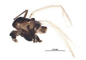  ( - BIOUG18222-E01)  @12 [ ] CreativeCommons - Attribution (2015) CBG Photography Group Centre for Biodiversity Genomics