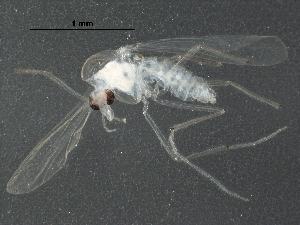  ( - BIOUG18226-B12)  @12 [ ] CreativeCommons - Attribution (2016) CBG Photography Group Centre for Biodiversity Genomics