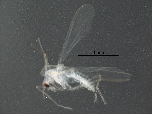  ( - BIOUG18226-C03)  @13 [ ] CreativeCommons - Attribution (2016) CBG Photography Group Centre for Biodiversity Genomics