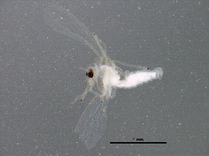  ( - BIOUG18226-C12)  @12 [ ] CreativeCommons - Attribution (2015) CBG Photography Group Centre for Biodiversity Genomics