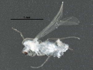  ( - BIOUG18252-H08)  @12 [ ] CreativeCommons - Attribution (2016) CBG Photography Group Centre for Biodiversity Genomics