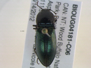  ( - BIOUG04181-C06)  @13 [ ] CreativeCommons - Attribution (2012) CBG Photography Group Centre for Biodiversity Genomics
