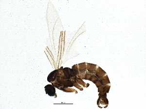  ( - BIOUG04645-C01)  @12 [ ] CreativeCommons - Attribution (2014) CBG Photography Group Centre for Biodiversity Genomics