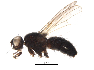  ( - BIOUG06540-H07)  @12 [ ] CreativeCommons - Attribution (2015) CBG Photography Group Centre for Biodiversity Genomics