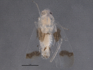  (Ossiannilssonola volans - BIOUG06548-H08)  @14 [ ] CreativeCommons - Attribution (2014) CBG Photography Group Centre for Biodiversity Genomics